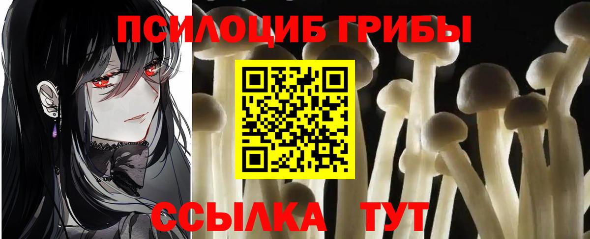 Псилоцибиновые грибы Cubensis  Вход с VPN  Лениногорск 